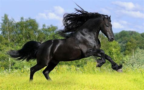 BLACK HORSE®